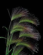 justseed2959000