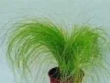 justseed2959324
