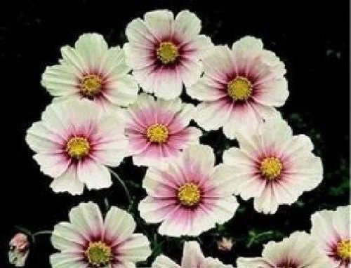 justseed2959684