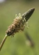 justseed2959958