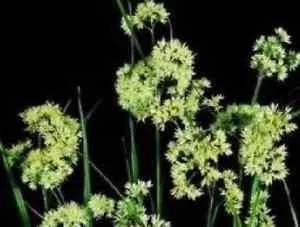justseed2959980