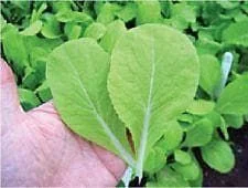 justseed2960202