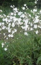 justseed2960682