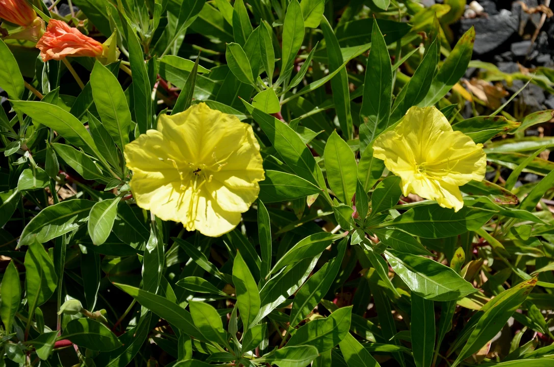 justseed2960773