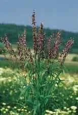 justseed2960811