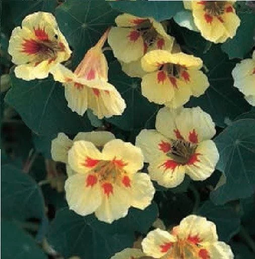 justseed2960915