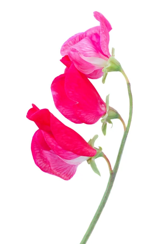 justseed2961374