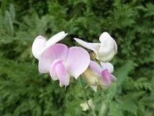 justseed2961467
