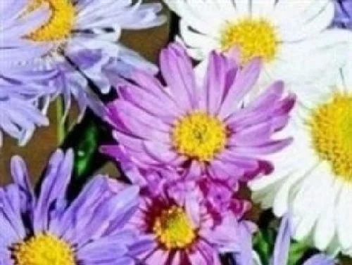 justseed2961636