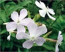 justseed2967159