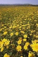 justseed2968288