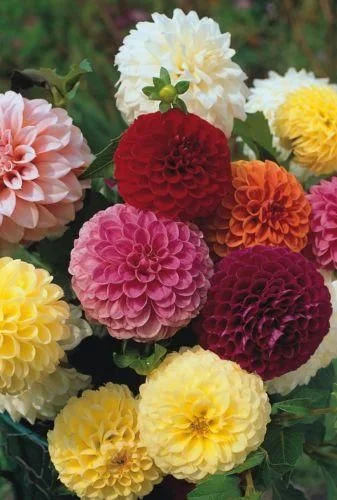 justseed2968536