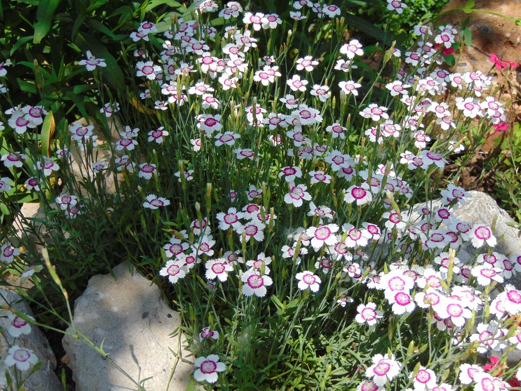 justseed2968754