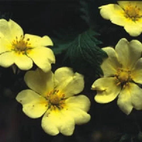 justseed2969180