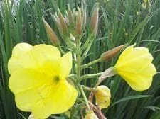 justseed2969513