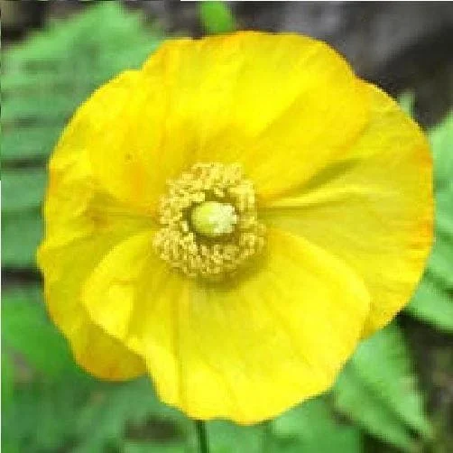 justseed2969773