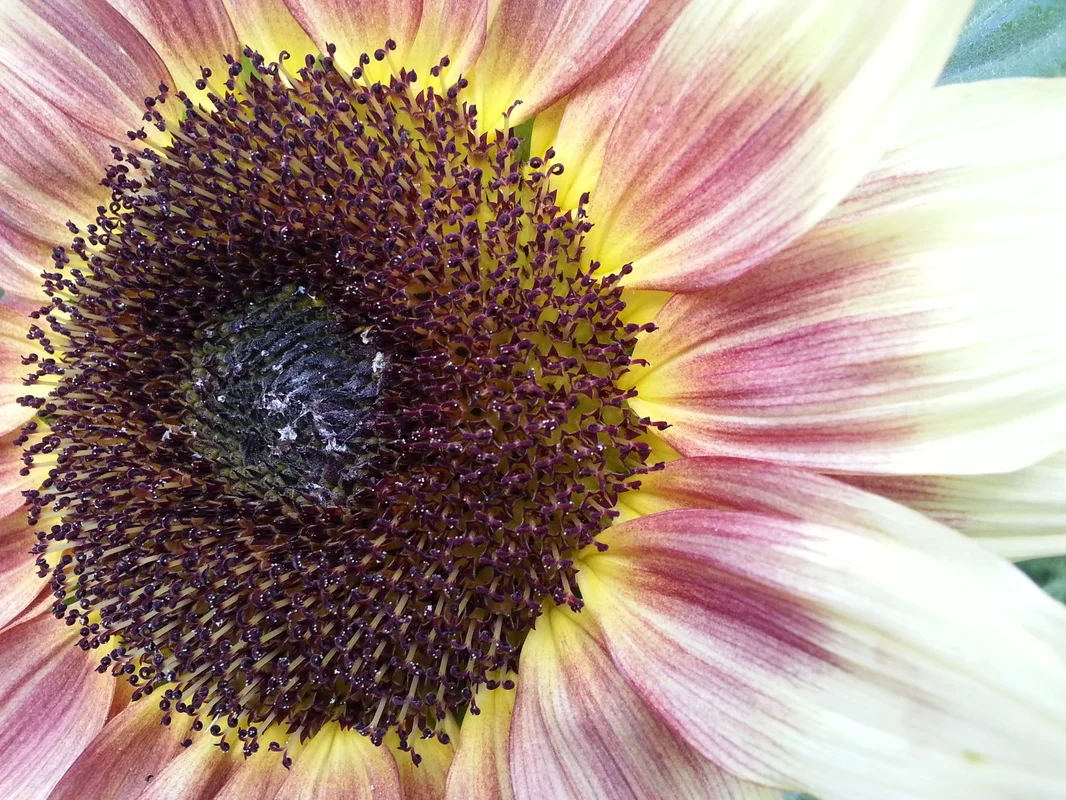 justseed2969823