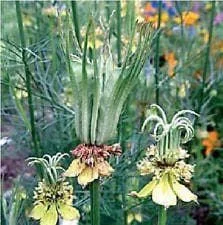 justseed2970012