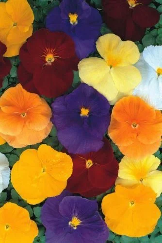 justseed2970163