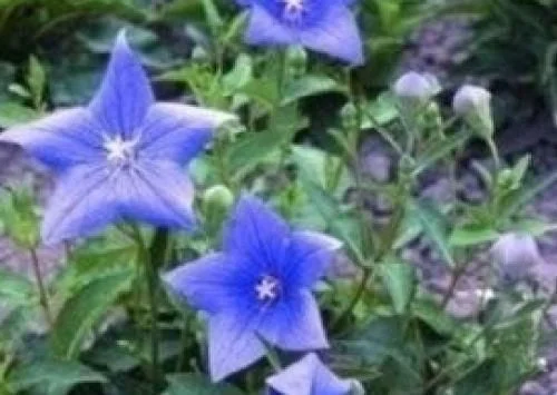 justseed2970247