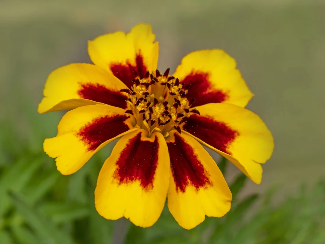 justseed2970360