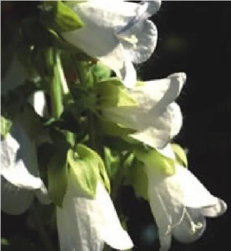justseed2970503