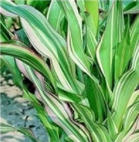 justseed2970712