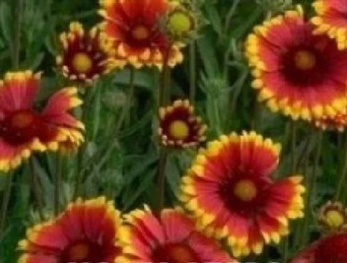 justseed2970736