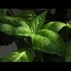 justseed2970826