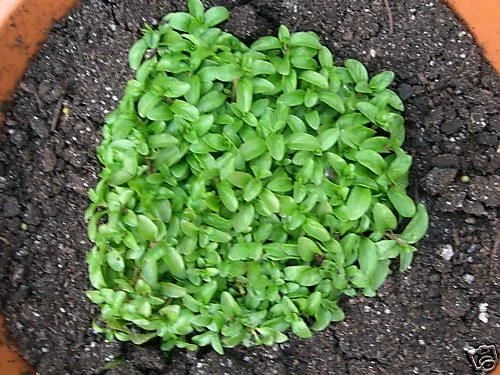 justseed2970964