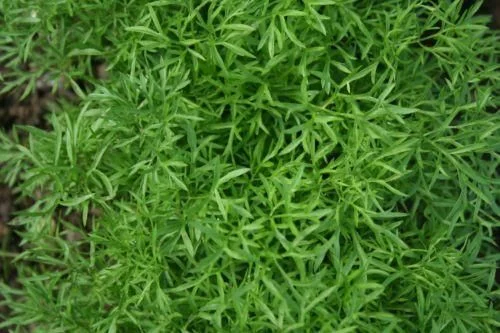 justseed2971014