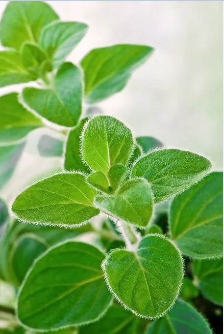 justseed2971340