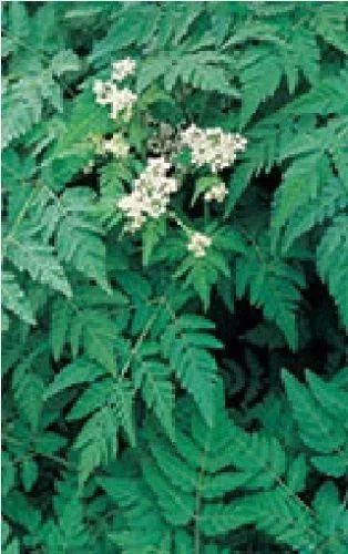 justseed2971586