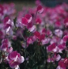 justseed2971624