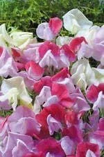 justseed2971647