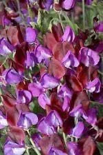 justseed2971678