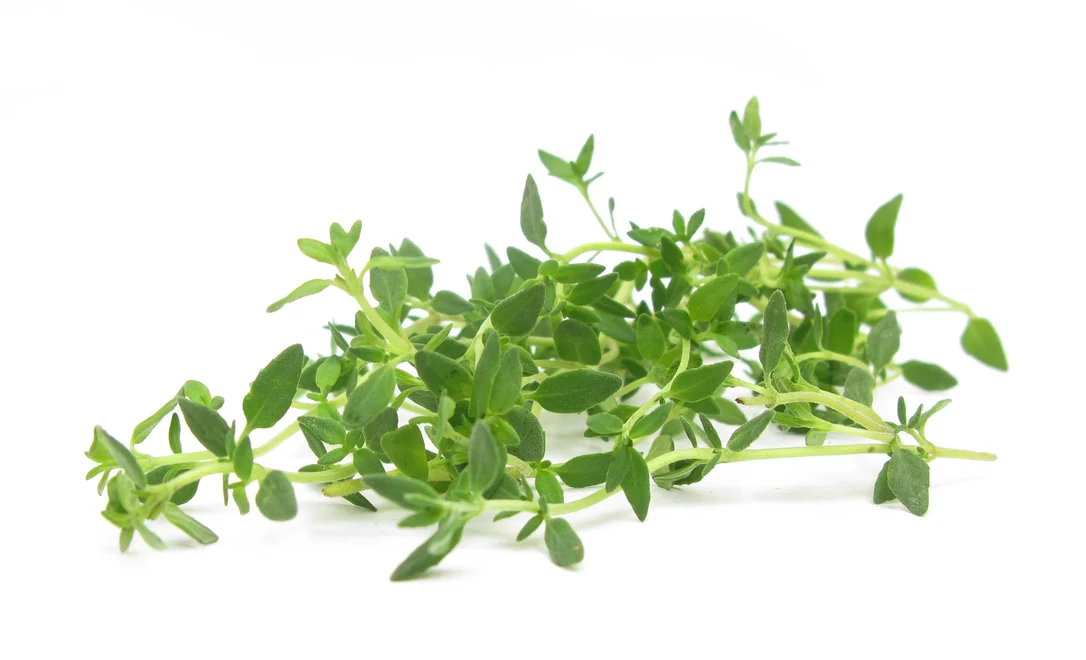 justseed2971853