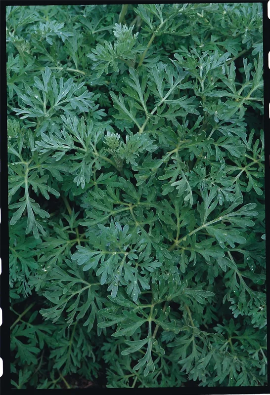 justseed2971936