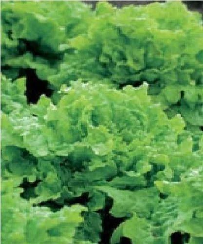 justseed2973370