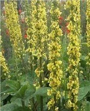justseed2973391