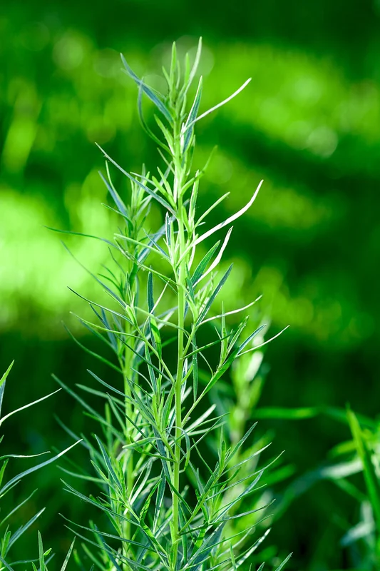 justseed2975048
