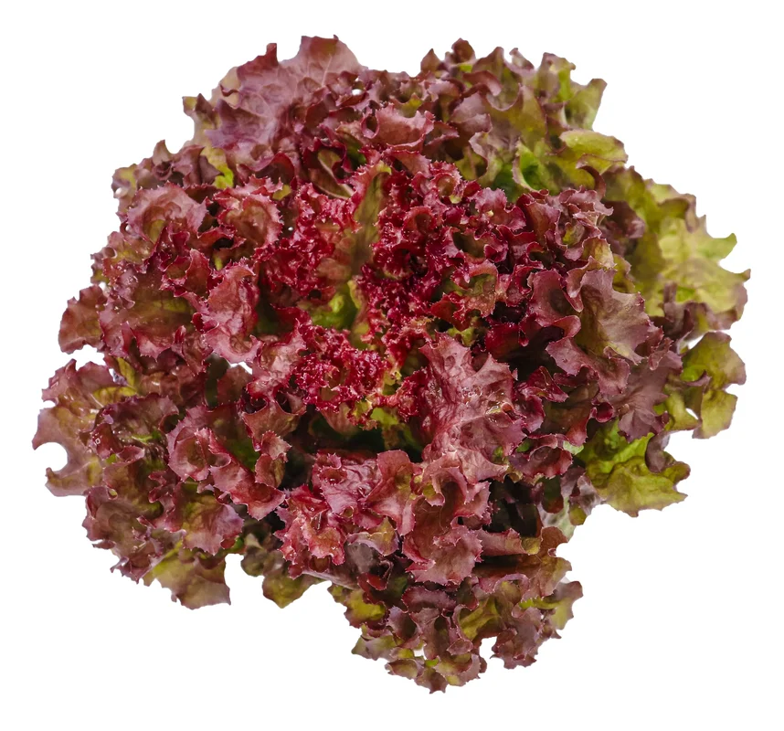 justseed2978849