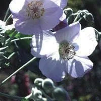 justseed2983404