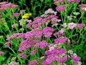 justseed2983417