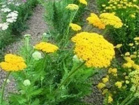 justseed2983433