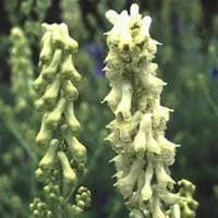 justseed2983606