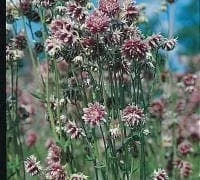 justseed2983710