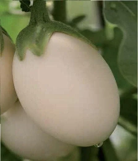 justseed2990148