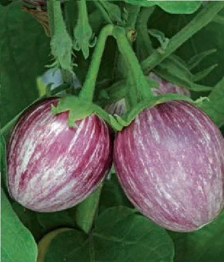 justseed2990171