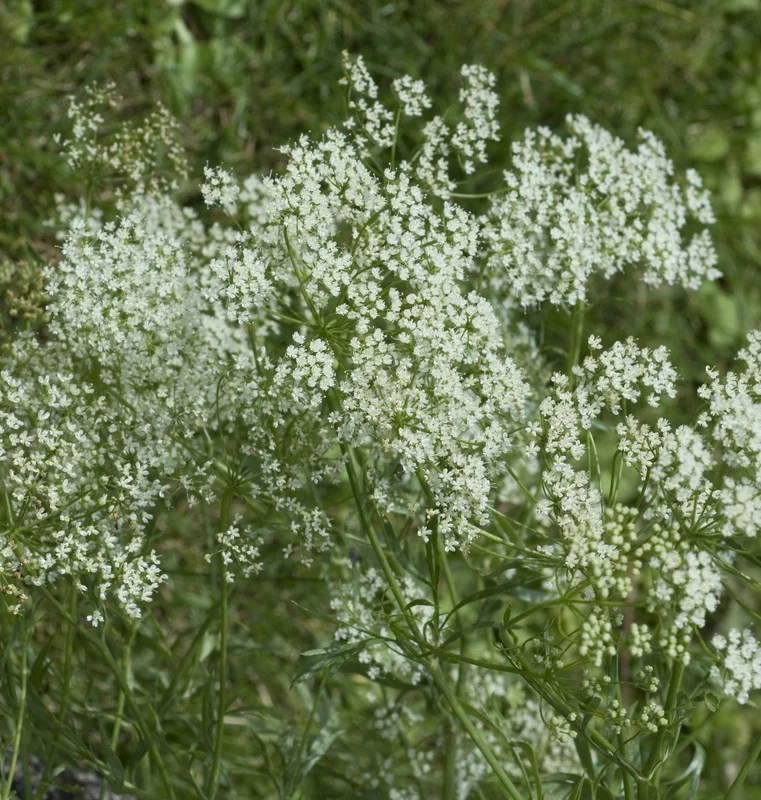 justseed2990208